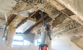 Best Industrial Mold Remediation  in Malta, IL